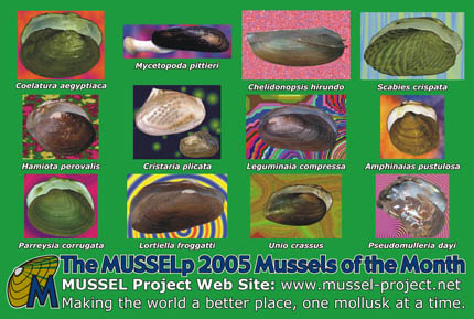 The MUSSELp 2005 Mussels of the Month postcard